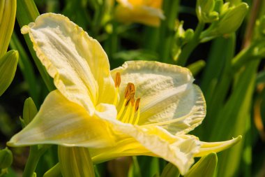 Soluk Sarı daylilies çiçek veya Hemerocallis. Yeşil yapraklar arka plan üzerinde Daylilies. Bahçede çiçekli çiçek yatakları. Closeup. Yumuşak seçici odaklama.