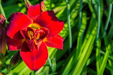 Kırmızı daylilies çiçek veya Hemerocallis. Yeşil yapraklar arka plan üzerinde Daylilies. Bahçede çiçekli çiçek yatakları. Closeup. Yumuşak seçici odaklama.