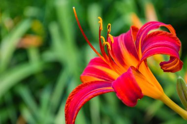 Kırmızı-mor günlük çiçekler veya Hemerocallis. Yeşil yapraklar arka plan üzerinde Daylilies. Bahçede çiçekli çiçek yatakları. Closeup. Yumuşak seçici odaklama.