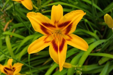 Sarı daylilies çiçek veya Hemerocallis. Yeşil yapraklar arka plan üzerinde Daylilies. Bahçede çiçekli çiçek yatakları. Closeup. Yumuşak seçici odaklama.