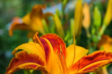 Kırmızı-sarı günlük çiçekler veya Hemerocallis. Yeşil yapraklar arka plan üzerinde Daylilies. Bahçede çiçekli çiçek yatakları. Closeup. Yumuşak seçici odaklama.