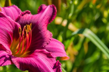 Mor daylilies çiçek veya Hemerocallis. Yeşil yapraklar arka plan üzerinde Daylilies. Bahçede çiçekli çiçek yatakları. Closeup. Yumuşak seçici odaklama.