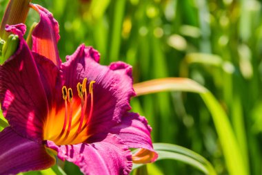 Mor daylilies çiçek veya Hemerocallis. Yeşil yapraklar arka plan üzerinde Daylilies. Bahçede çiçekli çiçek yatakları. Closeup. Yumuşak seçici odaklama.