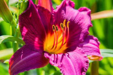 Mor daylilies çiçek veya Hemerocallis. Yeşil yapraklar arka plan üzerinde Daylilies. Bahçede çiçekli çiçek yatakları. Closeup. Yumuşak seçici odaklama.