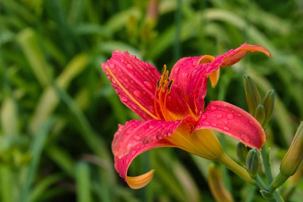 Pink Daylilies Virágok Vagy Hemerocallis Daylilies Zöld Levelek Háttérben Virágágyak — Stock Fotó