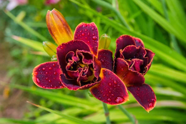 Maroon daylilies flowers or Hemerocallis. Daylilies on green leaves background. Flower beds with flowers in garden. Closeup. Soft selective focus.