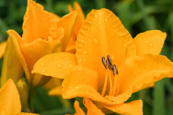 Narancssárga Daylilies Virágok Vagy Hemerocallis Daylilies Zöld Levelek Háttérben Virágágyak — Stock Fotó