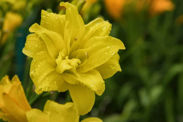 Gelbe Taglilien Blüten Oder Hemerocallis Taglilien Auf Grünem Laub Hintergrund — Stockfoto