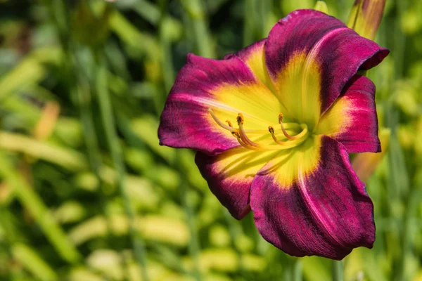 Purple Daylilies Flores Hemerocallis Atardeceres Sobre Hojas Verdes Fondo Camas — Foto de Stock