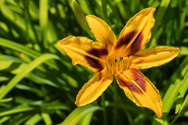 Flores Amarelas Daylilies Hemerocallis Diurnos Fundo Folhas Verdes Camas Flores — Fotografia de Stock