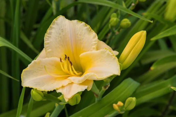 Halványsárga Daylilies Virágok Vagy Hemerocallis Daylilies Zöld Levelek Háttérben Virágágyak — Stock Fotó