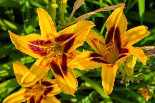 Sárga Daylilies Virágok Vagy Hemerocallis Daylilies Zöld Levelek Háttérben Virágágyak — Stock Fotó