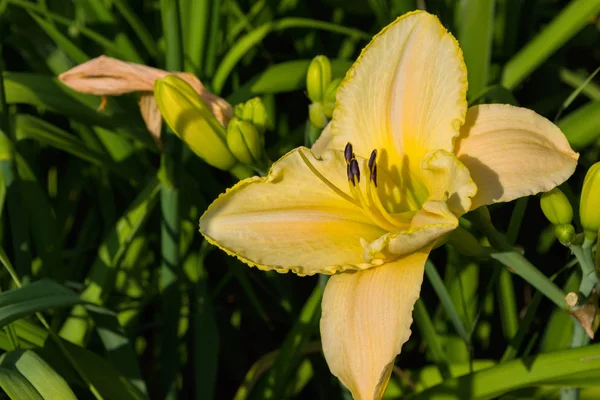 Halványsárga Daylilies Virágok Vagy Hemerocallis Daylilies Zöld Levelek Háttérben Virágágyak — Stock Fotó