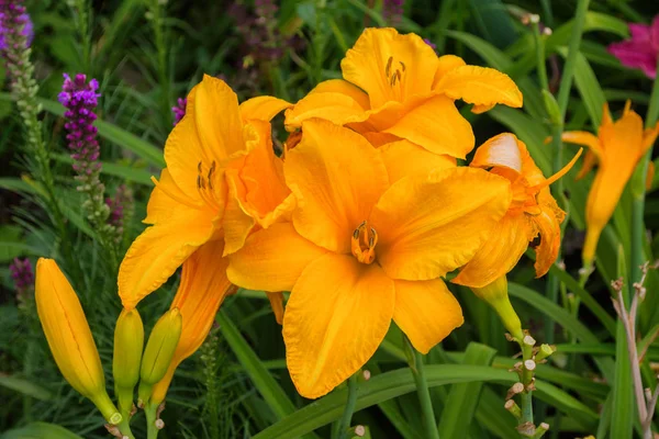 Narancssárga Daylilies Virágok Vagy Hemerocallis Daylilies Zöld Levelek Háttérben Virágágyak — Stock Fotó