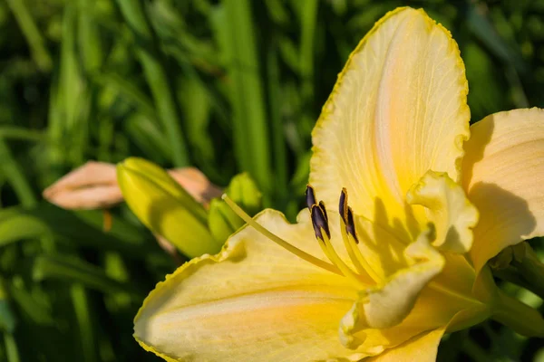 Halványsárga Daylilies Virágok Vagy Hemerocallis Daylilies Zöld Levelek Háttérben Virágágyak — Stock Fotó