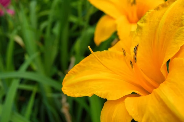 Fleurs Lys Oranges Hemerocallis Lys Sur Fond Feuilles Vertes Parterres — Photo