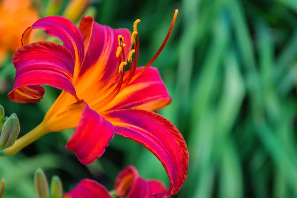 Kırmızı Mor Günlük Çiçekler Veya Hemerocallis Yeşil Yapraklar Arka Plan — Stok fotoğraf
