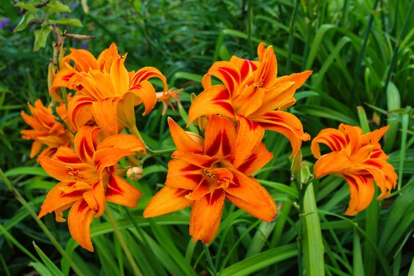 Daylilies Çiçek Veya Hemerocallis Yaz Aylarında Yeşil Yaprakları Arka Plan — Stok fotoğraf