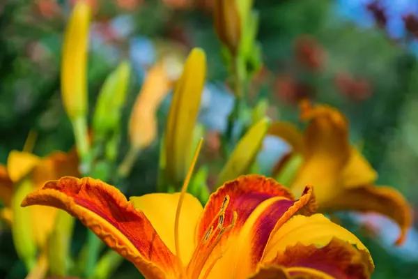 Fleurs Lys Rouges Jaunes Hemerocallis Lys Sur Fond Feuilles Vertes — Photo