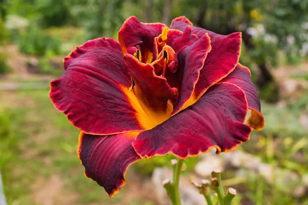 Maroon daylilies flowers or Hemerocallis. Daylilies on green leaves background. Flower beds with flowers in garden. Closeup. Soft selective focus.