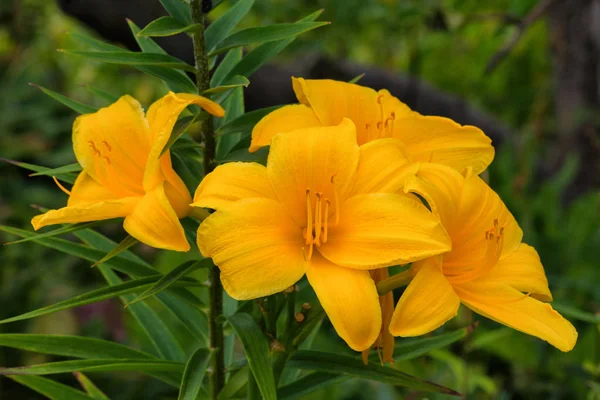 Narancssárga Daylilies Virágok Vagy Hemerocallis Daylilies Zöld Levelek Háttérben Virágágyak — Stock Fotó