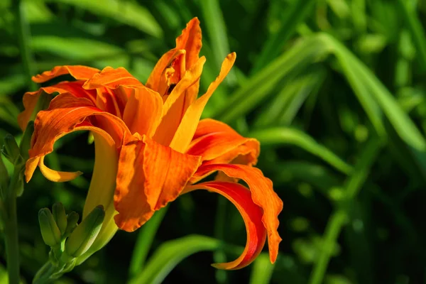 Narancssárga Daylilies Virágok Vagy Hemerocallis Daylilies Zöld Levelek Háttérben Virágágyak — Stock Fotó