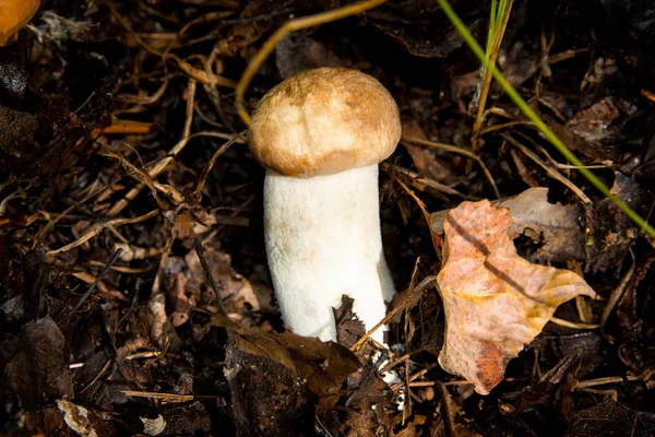 Jovem Cogumelo Hemileccinum Impolitum Cogumelo Cresce Uma Floresta Carvalho Closeup — Fotografia de Stock
