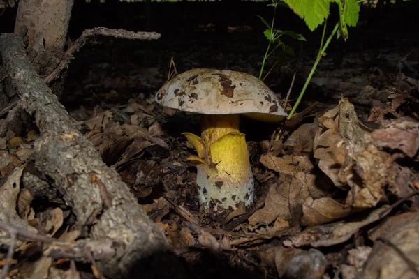 헤밀레니눔 버섯은 어두운 숲에서 자랍니다 클로즈업 소프트 선택적 — 스톡 사진