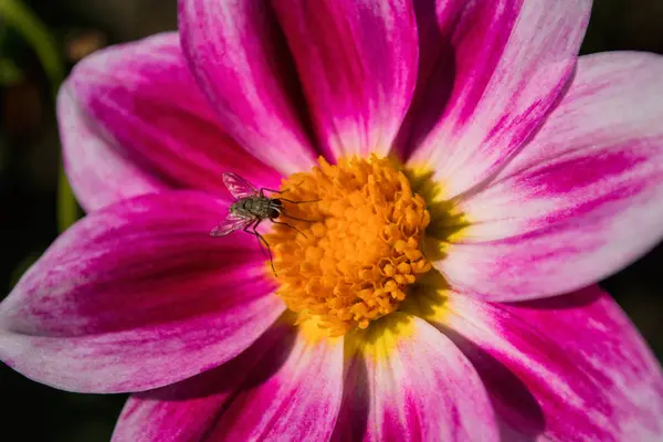 Fly Hylemya Vagans Sits Pink Georgine Flower Insect Closeup — Stock Photo, Image