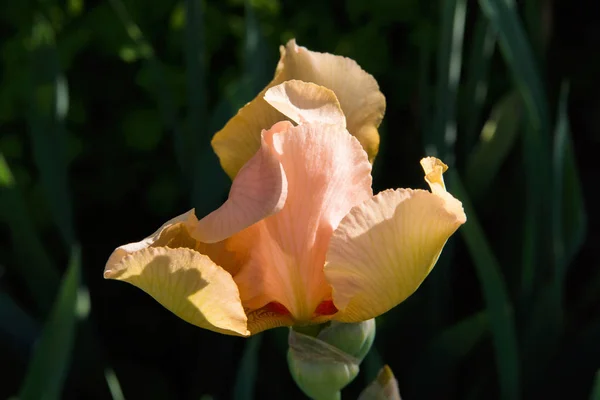 Ljusrosa Iris Blomstrar Trädgård Ljusrosa Iris Blomma Mot Gröna Bladen — Stockfoto