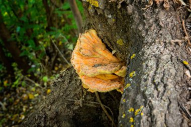 Laetiporus sülfit yenilebilir mantar. Laetiporus sulphureus aka yengeç-of-the-woods, kükürt polipore, kükürt raf, ya da tavuk-of-the-woods. Yenilebilir bir mantar yakın çekim. Yumuşak seçici odaklama.