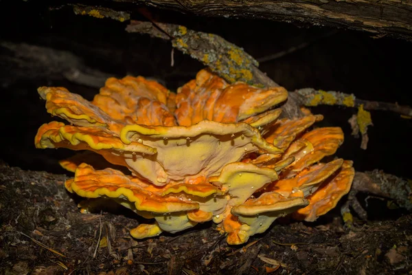 Laetiporus 황수유식 Laetiporus 황수유는 폴리포어 클로즈업 소프트 선택적 — 스톡 사진