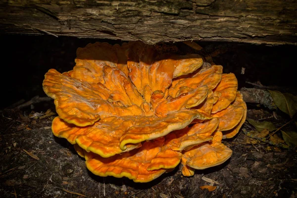 Seta Comestible Laetiporus Sulphureus Laetiporus Sulphureus Aka Cangrejo Del Bosque —  Fotos de Stock