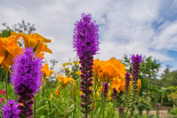 Mooie Bloeiende Paarse Liatris Een Tuin Bloeiende Liatris Bloemen Een — Stockfoto