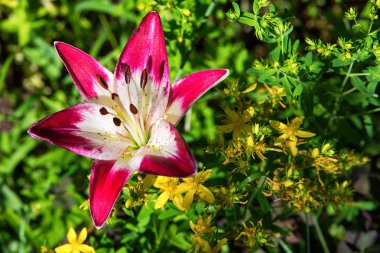 Beyaz-mor koyu Lily. Bahçede çiçek açan zambaklar. Zambak çiçekleri closeup.