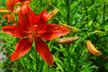 Kırmızı Lily. Bahçede çiçek açan zambaklar. Zambak çiçekleri closeup.