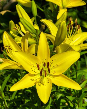 Sarı zambak. Bahçede çiçek açan zambak. Sarı zambak çiçeği closeup.