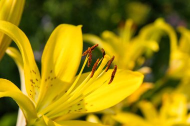 Sarı çiçek Lily. Bahçede zambak çiçekleri açar. Çiçek Lily yakın çekim. Yumuşak seçici odaklama.