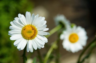 Papatyaların çiçek açması. Beyaz papatya. Bulanık yeşil arka plan üzerinde sarı bir kalp ile parlak beyaz papatya. Yumuşak bulanık odak.
