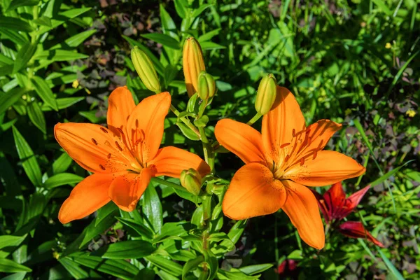 Orange Lily. Blossoming Lilies in the garden. Lily flowers closeup.