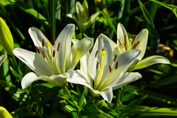 Fehér Liliomok Virágzó Liliomok Kertben Ellen Zöld Levelek Fehér Liliomok — Stock Fotó