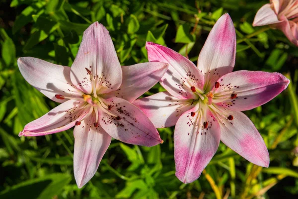 Pink-white lilies. Blossoming lilies in the garden in the shadow against green leaves. Pink-white lilies close up.