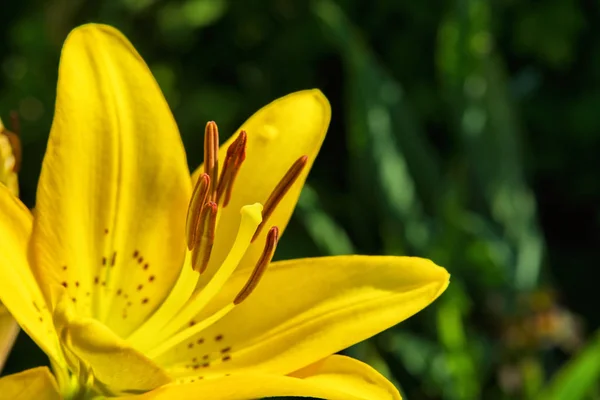 Yellow flower Lily. Lily flowers bloom in the garden. Flower Lily closeup. Soft selective focus.
