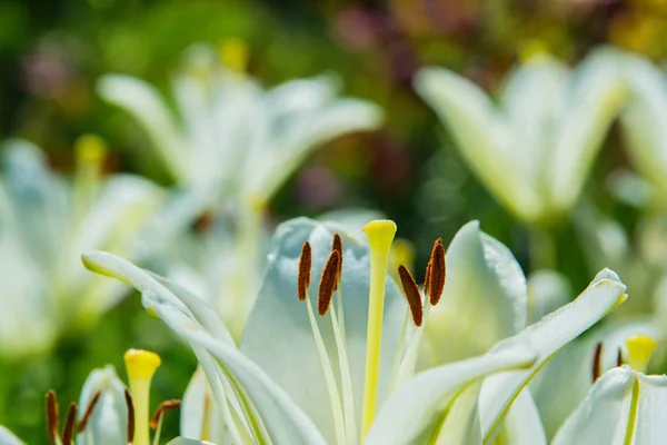 White flower Lily. Lily flowers bloom in the garden. Flower Lily closeup. Soft selective focus.