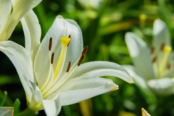 White flower Lily. Lily flowers bloom in the garden. Flower Lily closeup. Soft selective focus.