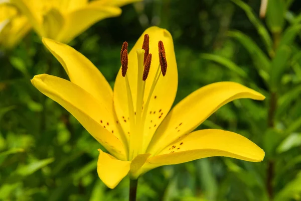 Yellow flower Lily. Lily flowers bloom in the garden. Flower Lily closeup. Soft selective focus.