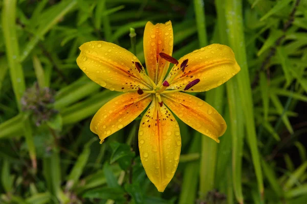 Yellow flower Lily. Lily flowers bloom in the garden after rain. Flower Lily closeup. Soft selective focus.