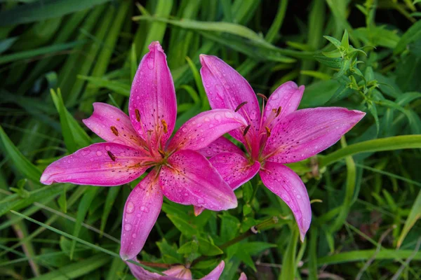 Pink flowers Lily. Lily flowers in the garden. Flower Lily closeup. Soft selective focus.