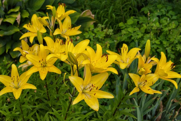 Yellow flower Lily. Lily flowers bloom in the garden after rain. Flower Lily closeup. Soft selective focus.