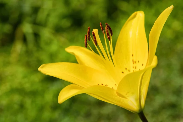 Sárga Virág Liliom Liliom Virágok Nyílnak Kertben Virág Lily Closeup — Stock Fotó